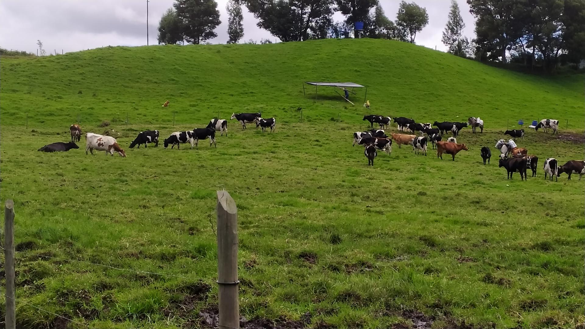 Leche Cruda De Vaca X Litro