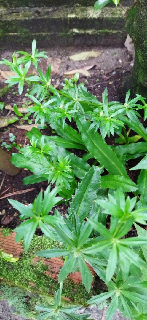 Cilantro O Culantro