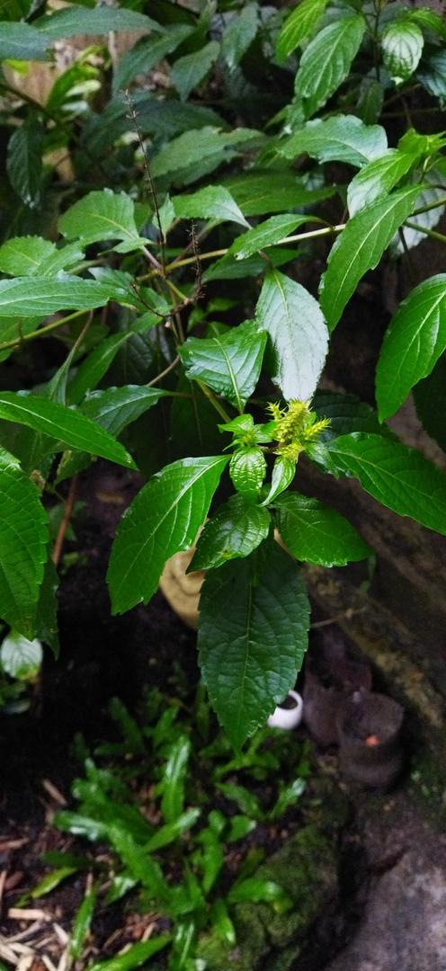 Albahaca