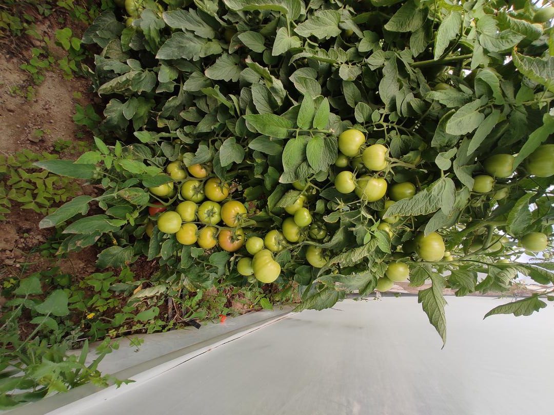 Tomate Invernadero Variedad Roble
