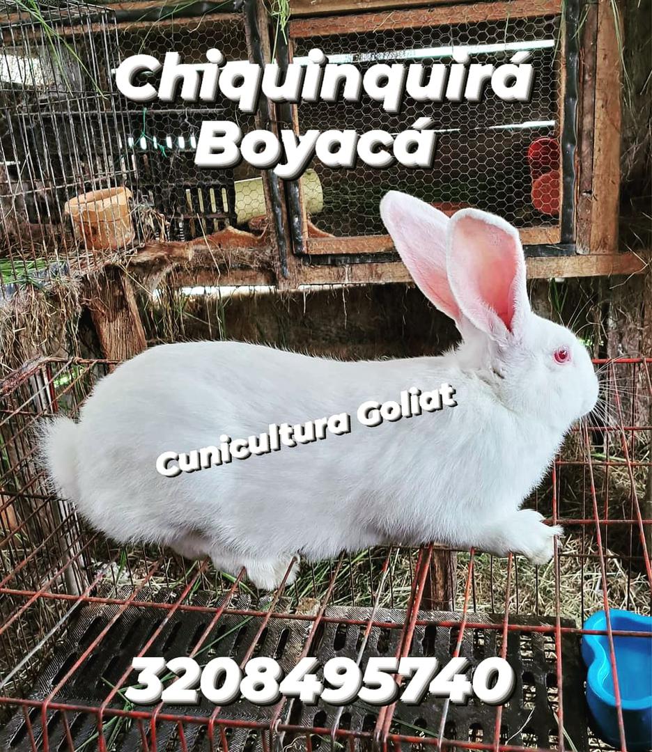 Venta De Conejos Gigantes Ubicados En Chiquinquira Boyaca