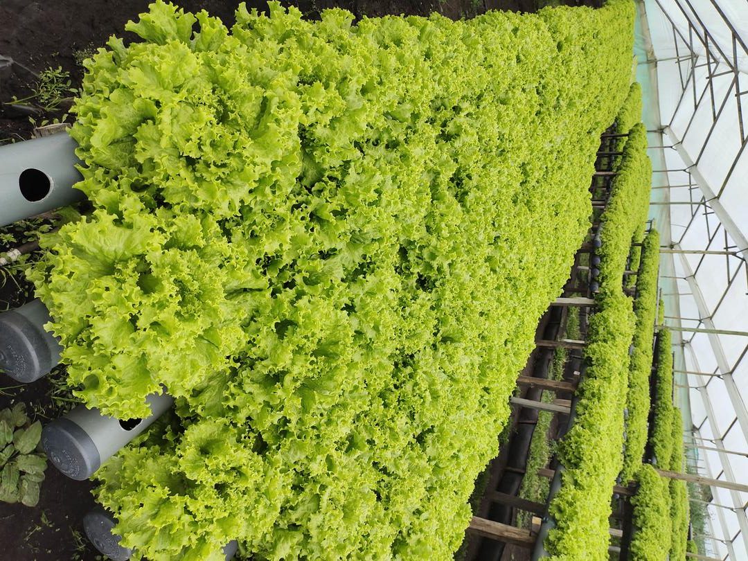 Lechuga Crespa Hidroponica X Docena