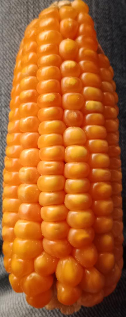 Maiz Amarillo