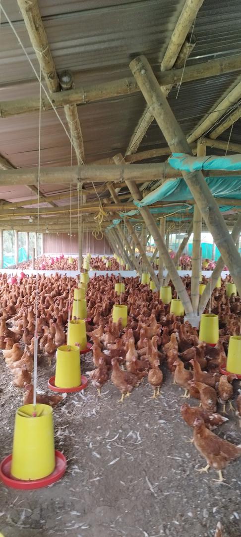 Gallinas De Levante Para Produccion