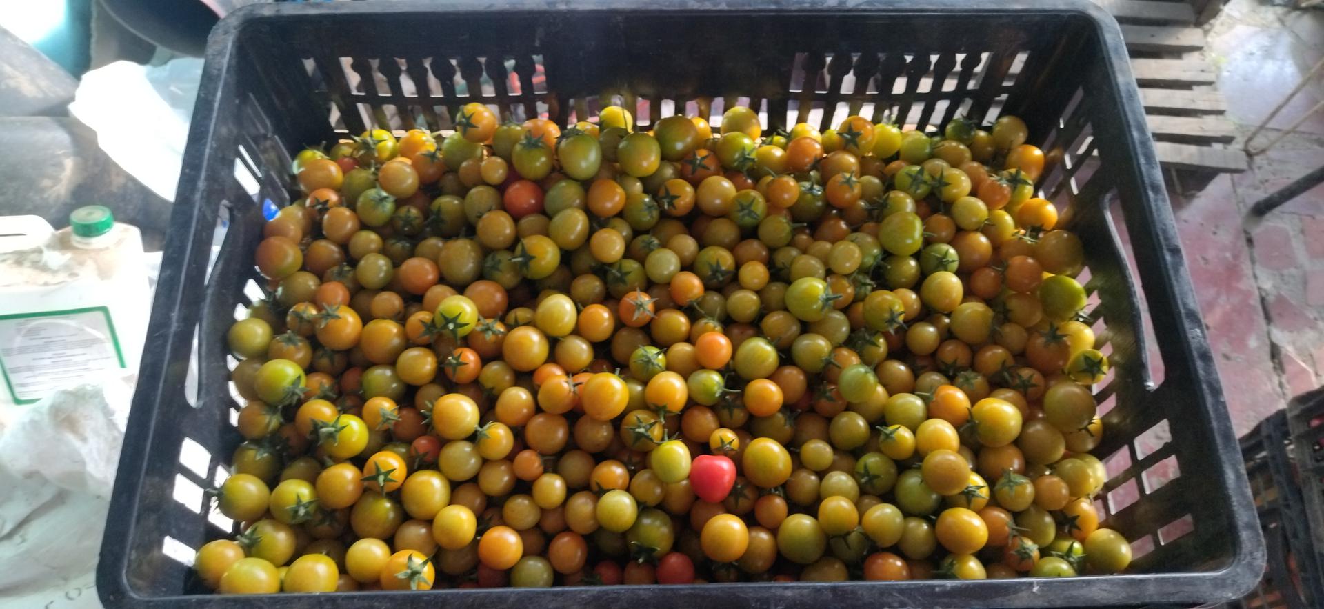 Tomate Cherry Redondo Y Uvalino