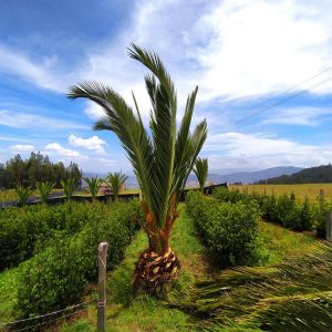 Palma Para Sombra Y Embellecer