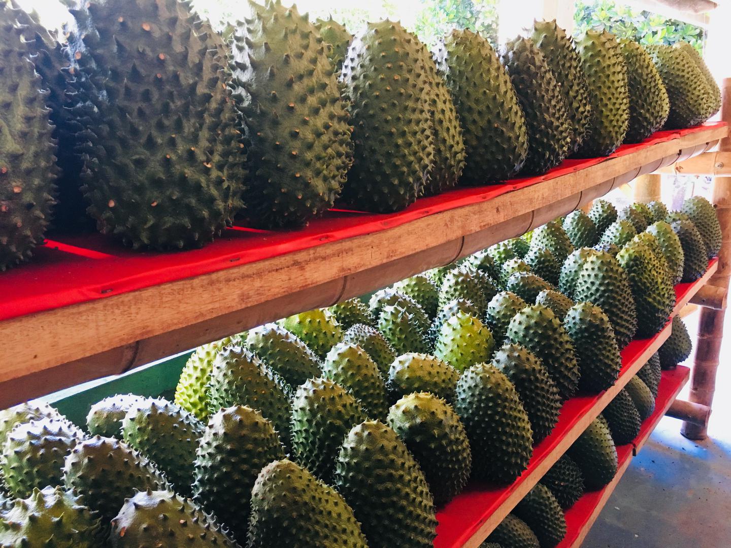 Guanabana Primera