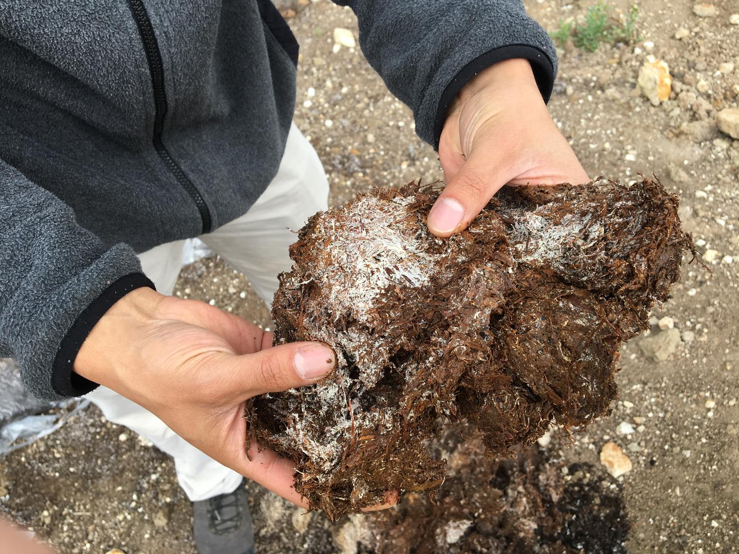 Abono Bio Organico Y Sistemas De Riego