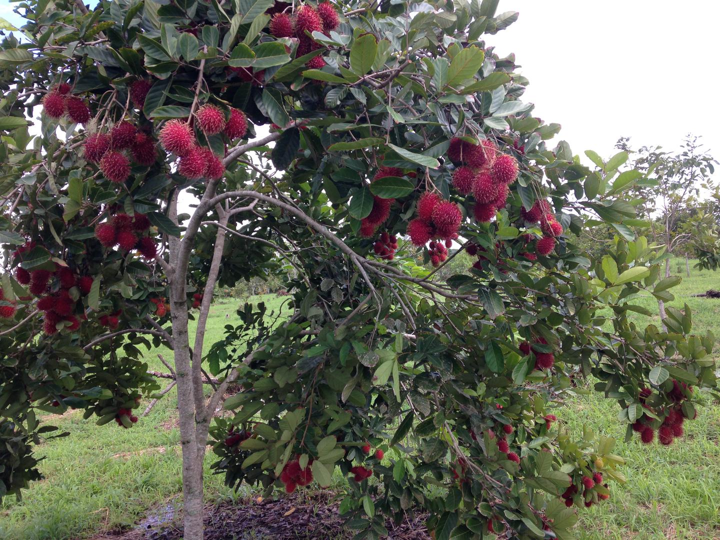 Rambutan