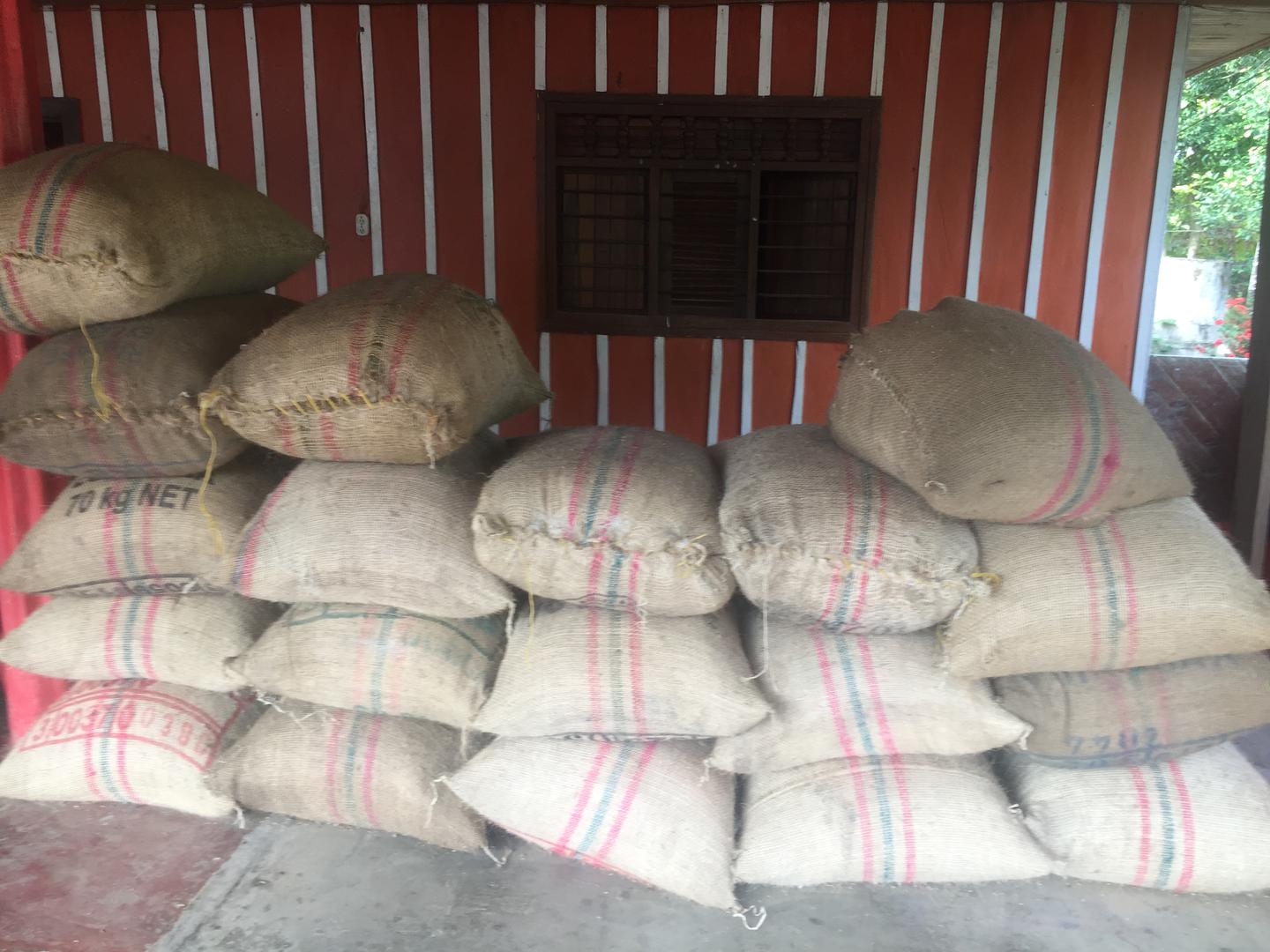 Arroz Paddy