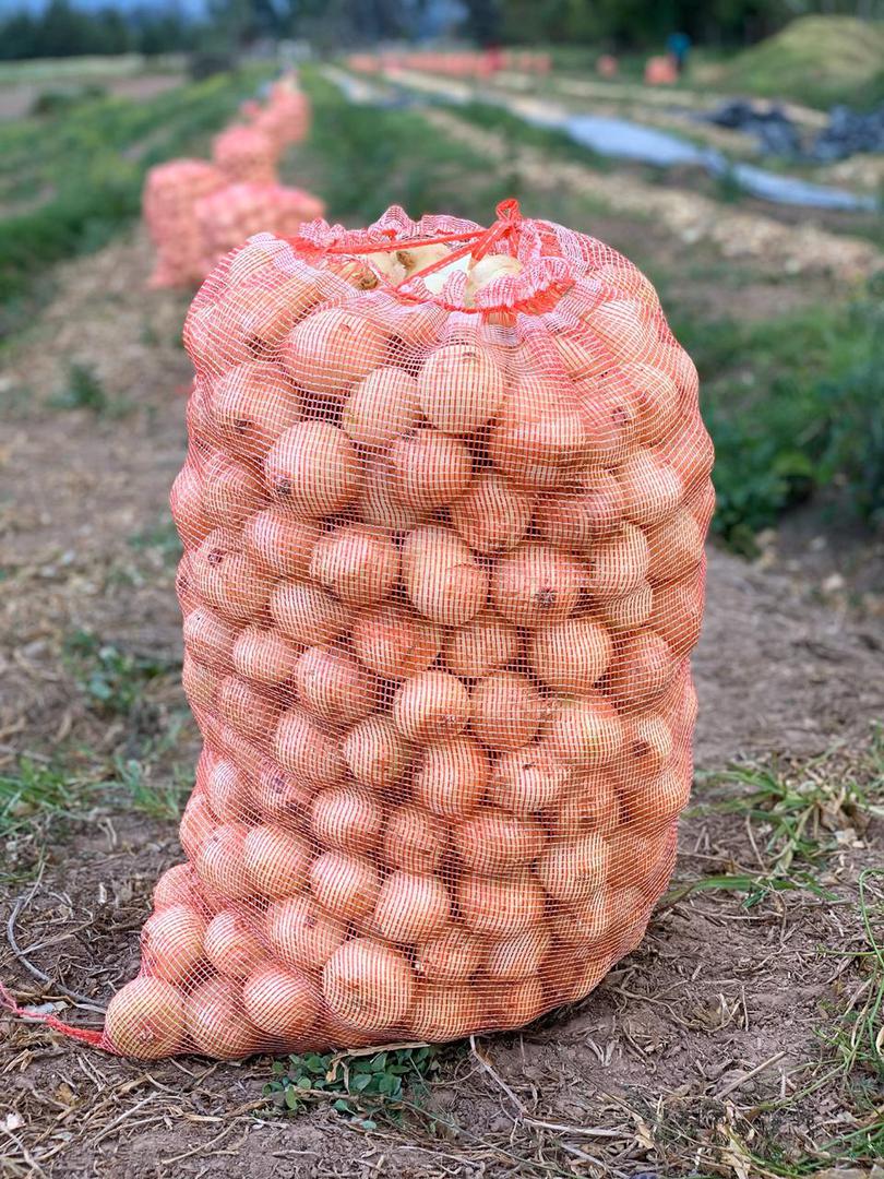Cebolla Cabezona