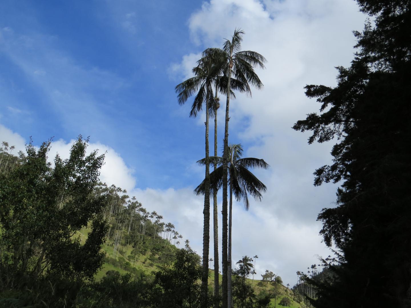 Asocolombiana
