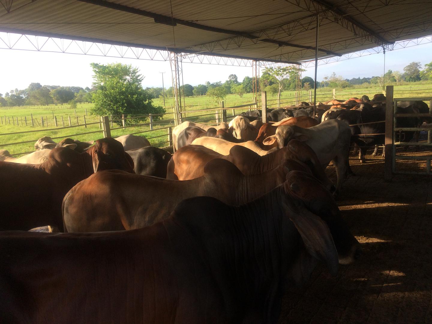 Ganado Brahman Brangus