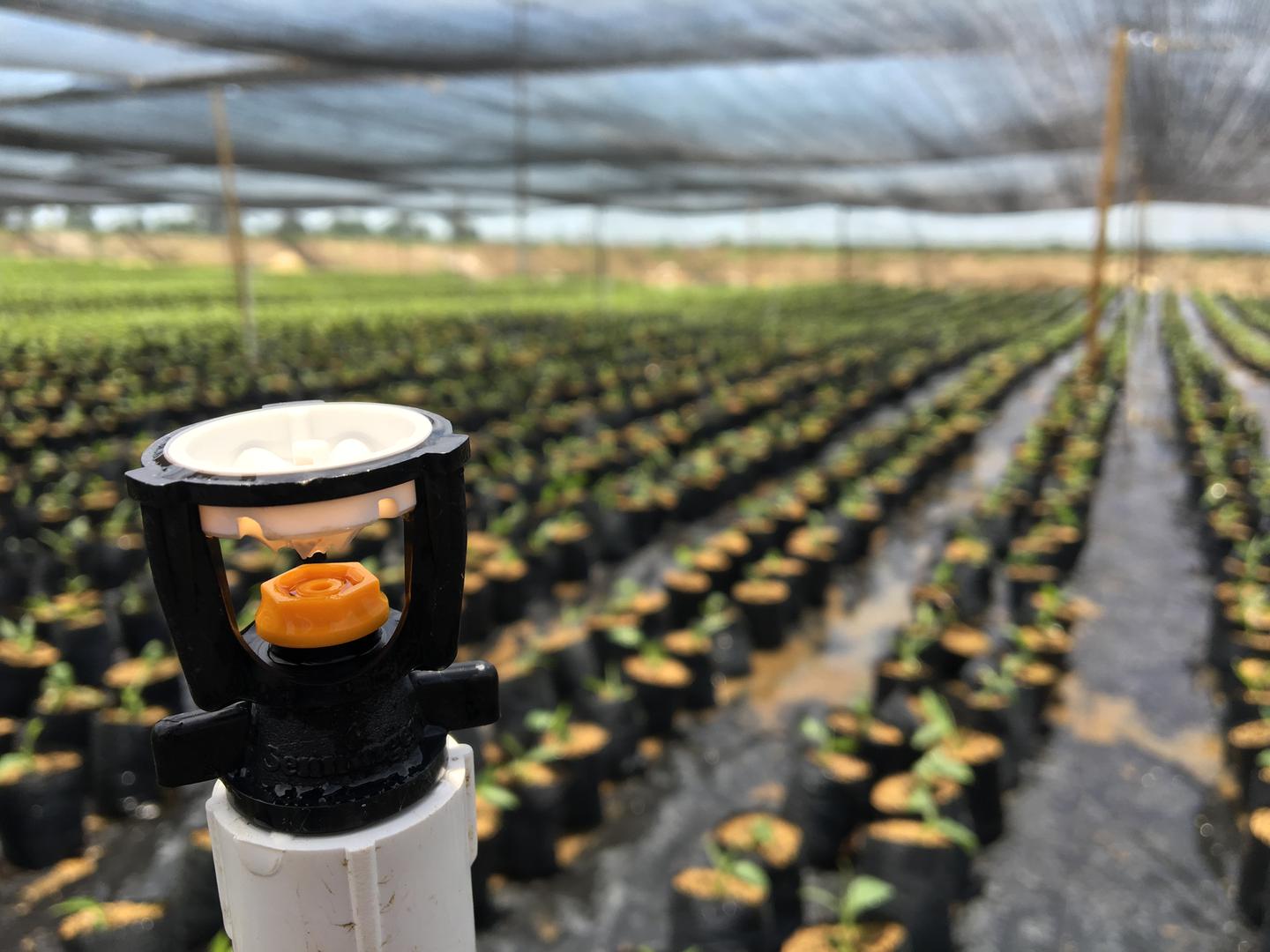 Abono Bio Organico Y Sistemas De Riego