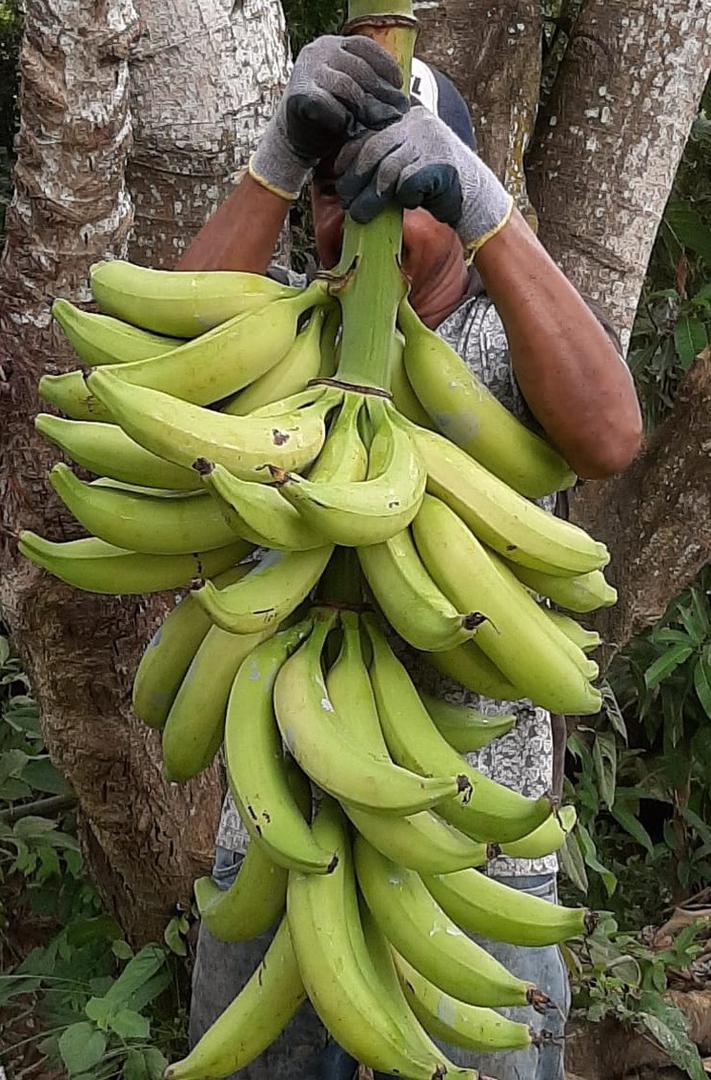 Platano Variedad Harton