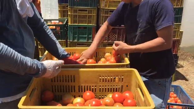 Tomate Chonto Libertador Valluno