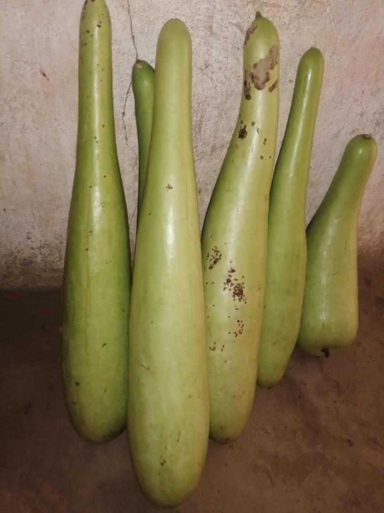 Berenjena