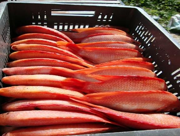 Tilapia Roja X Kilogramo