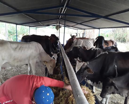 Leche Bovina