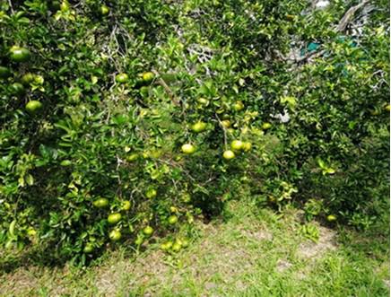 Mango Comun