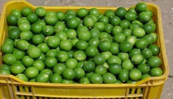 El Limonar Del Patio