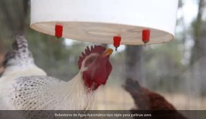 Bebedores De Agua Automatico Tipo Niple Para Gallinas