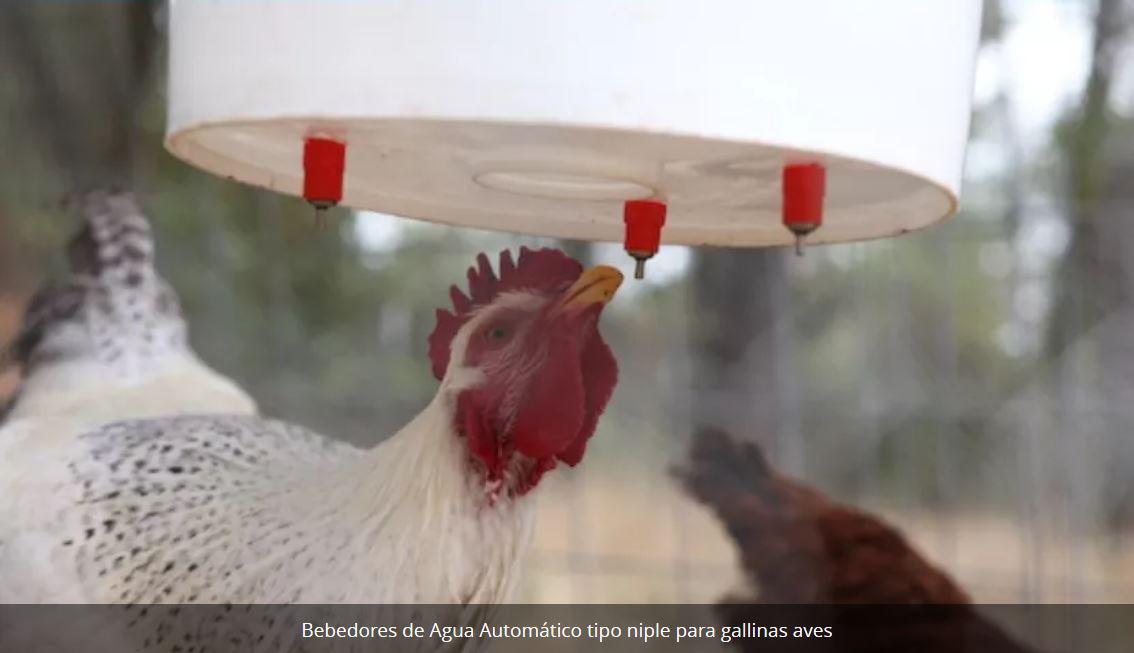 Bebedores De Agua Automatico Tipo Niple Para Gallinas