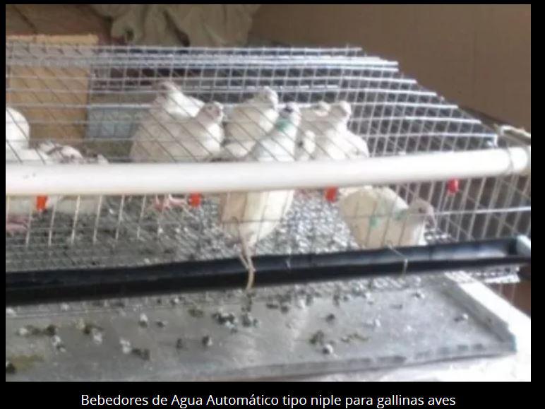 Bebedores De Agua Automatico Tipo Niple Para Gallinas