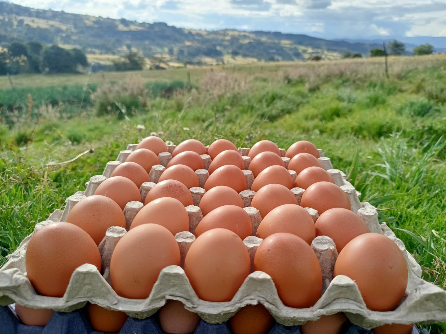 Huevos Semi Criollo