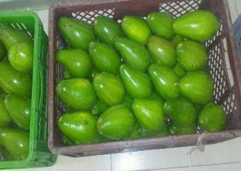 Aguacate Choquee Y Lorena