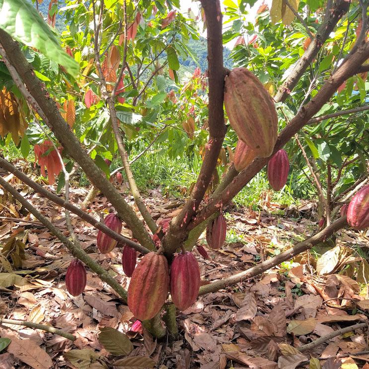 Cacao Criollo De Fino Aroma Seco