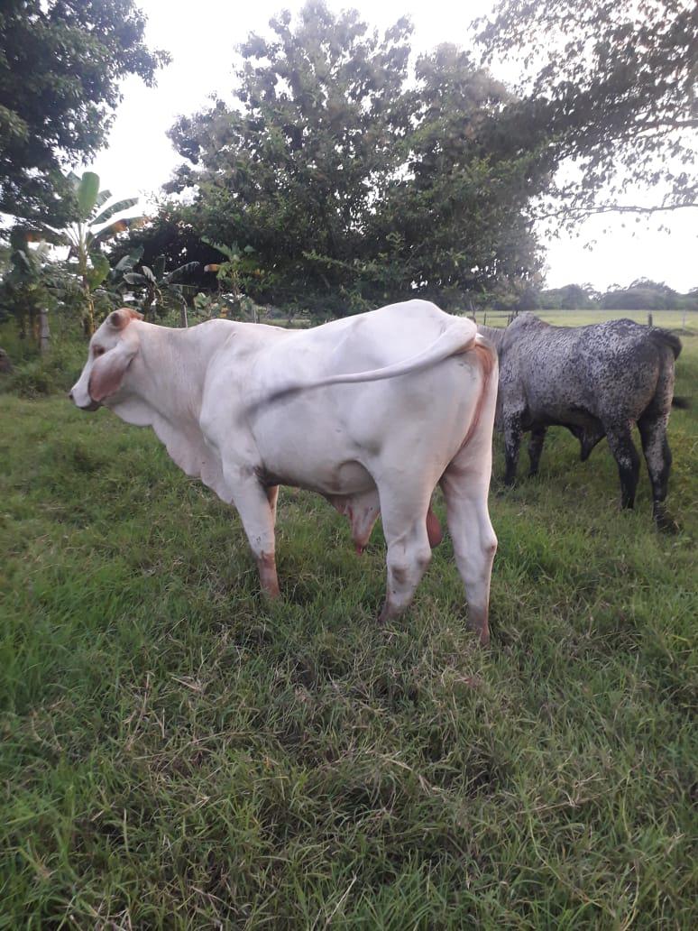 Toretes De 380 Kilos