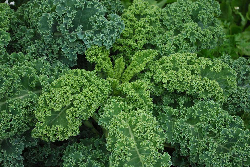 Kale Crespo