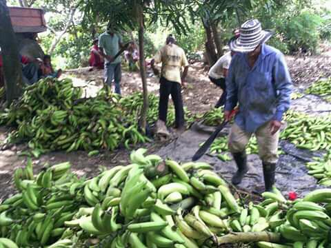 Platano Harton