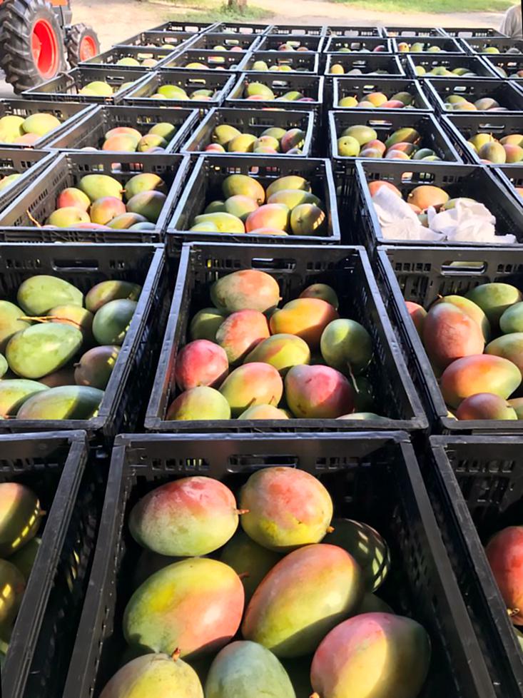 Mango Keitt