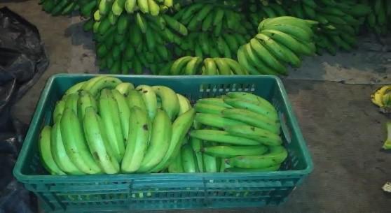 Banano Criollo De 1Era Calidad Por Kilo