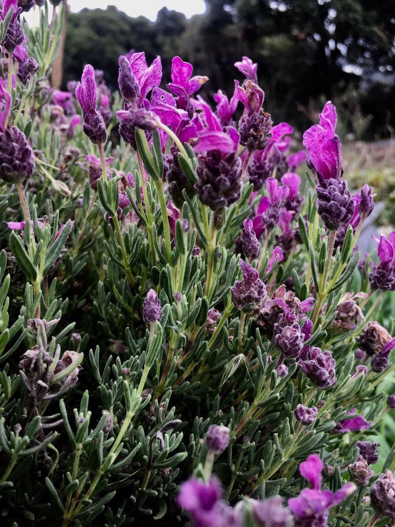 Lavanda