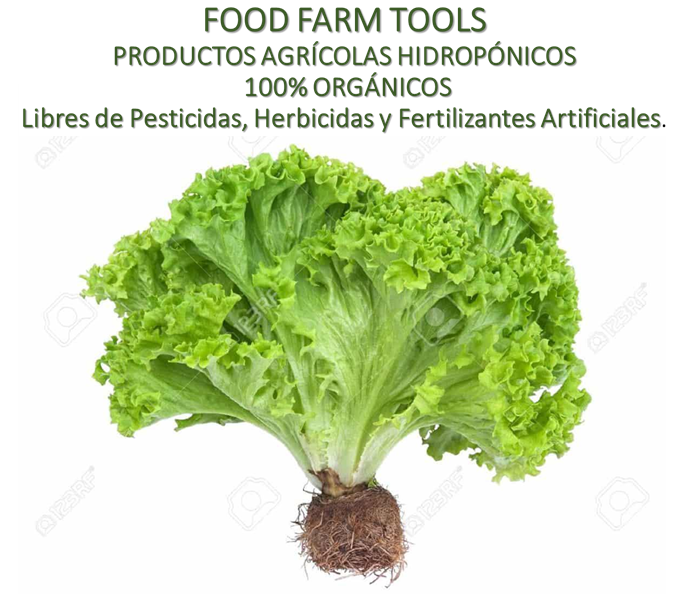 Lechuga Variedad Vera