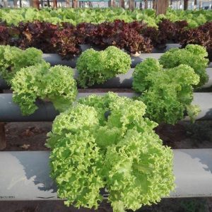Lechuga Crespa Verde