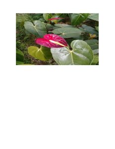 Anturio Flor De Corte