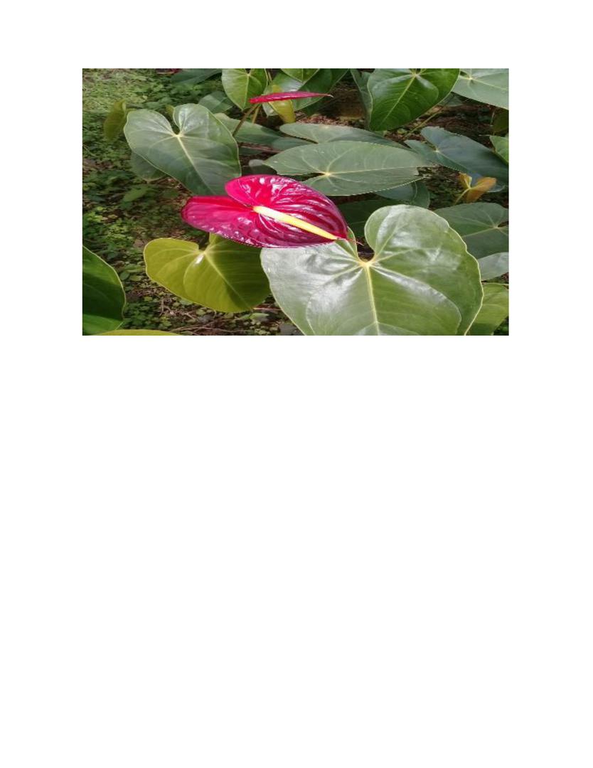 Anturio Flor De Corte