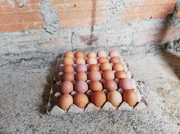 Huevo Semi Criollo