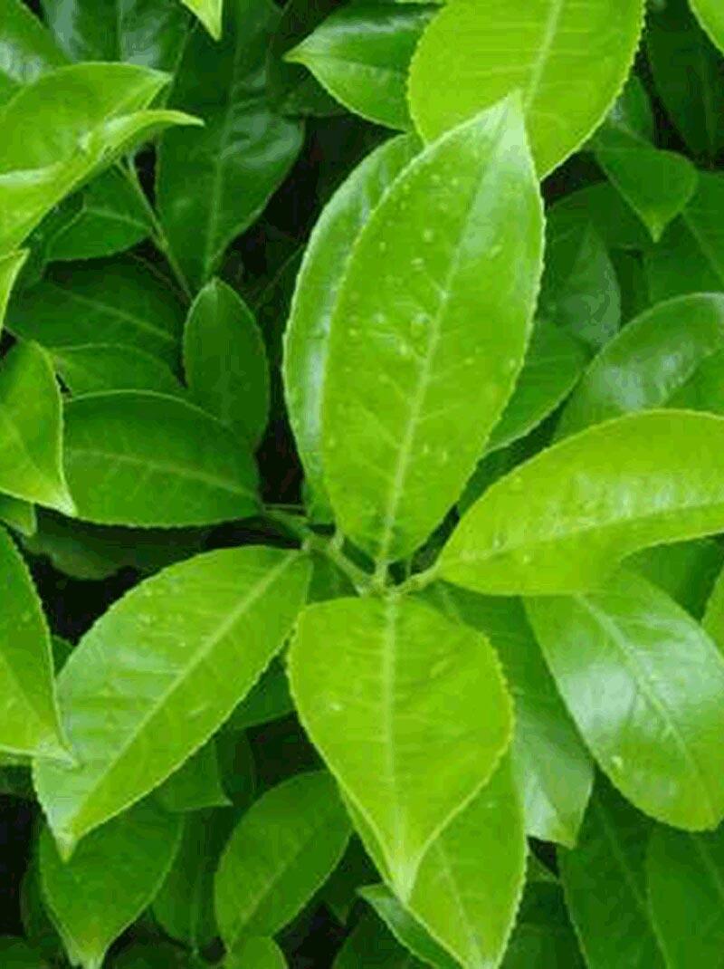 Laurel Organico Certificado