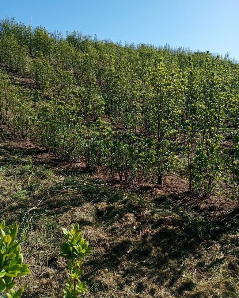 Laurel Organico Certificado