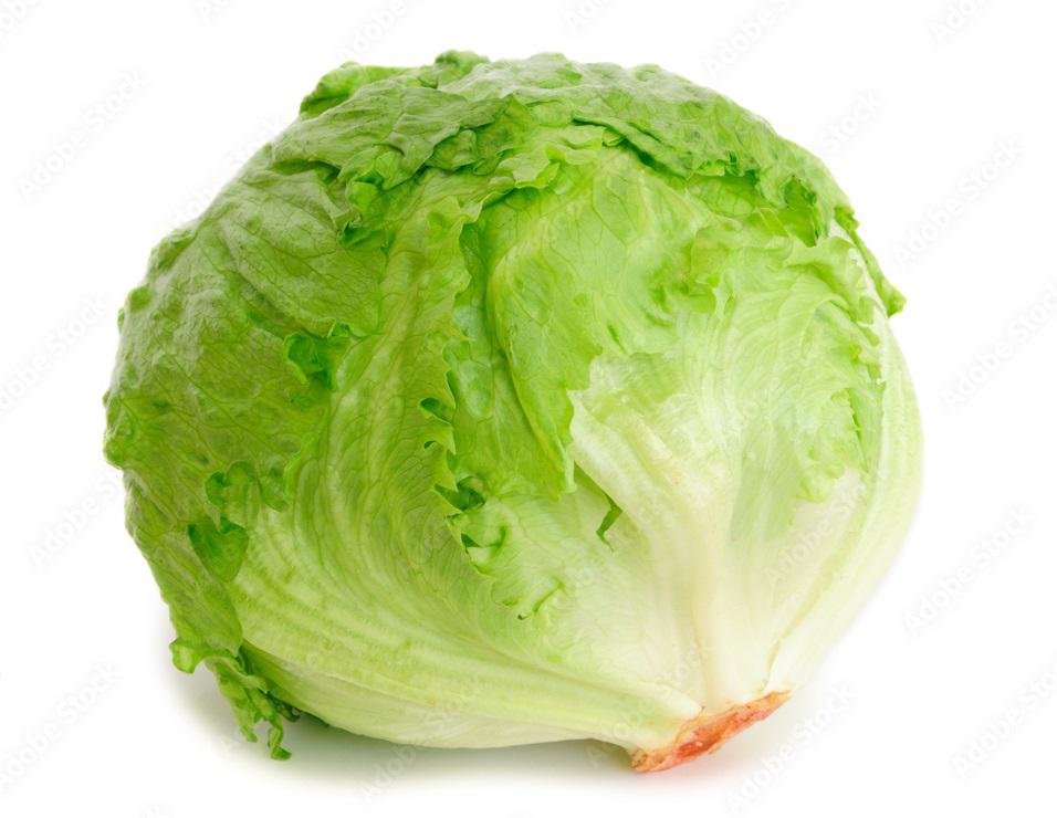 Lechuga Batavia Organica