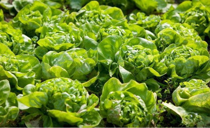 Lechuga
