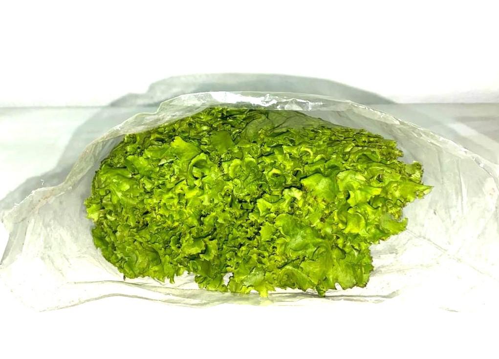 Lechuga Crespa Organica