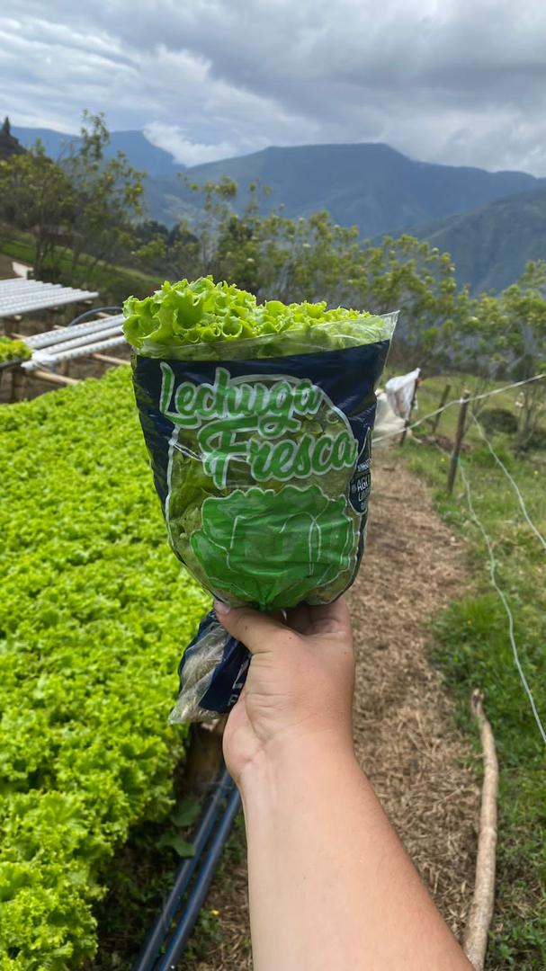 Lechugas Crespa Verde Hidroponica
