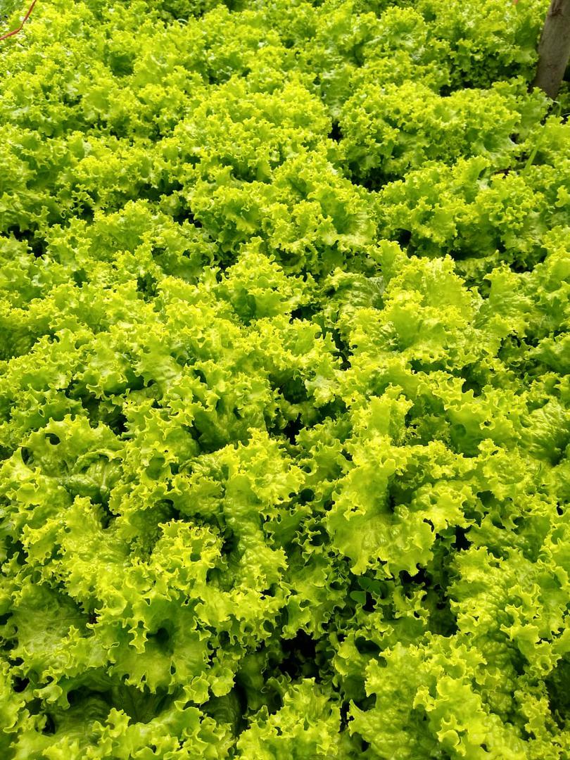 Lechuga Crespa