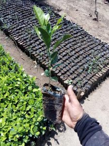 Colino De Limon Swinglea